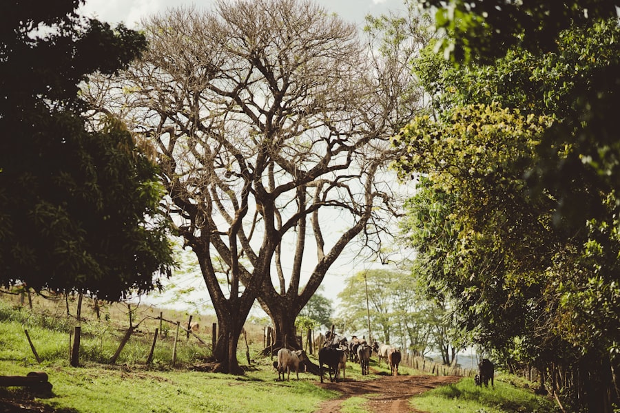 Photo Mumara Classic